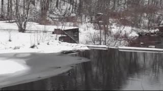 Ducklings on Winter Stream
