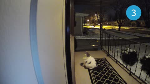 Watch What Happens When This Cat Tries to Get in a Window