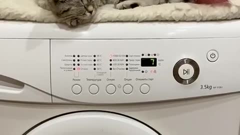Vibrating massage for a cat