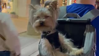 Adorable Yorkie Rides in Backpack