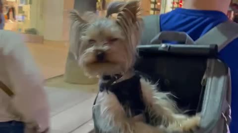 Adorable Yorkie Rides in Backpack