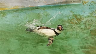 Happy penguin