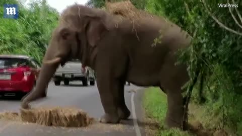 Cheeky elephant stops traffic and steals a bale of hay from a passing lorry
