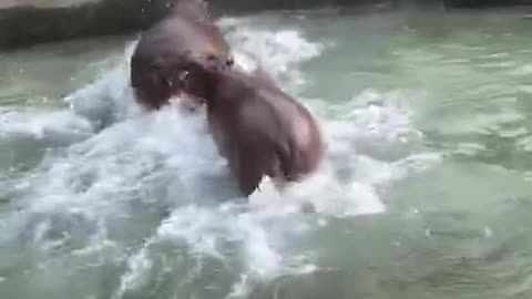 Hippopotamus plays in the water after eating