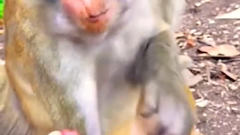 Monkeys video shorts
