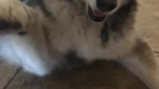 Husky shaking hands with owner