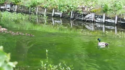 Baby ducklings rapidly following their mother in the pond