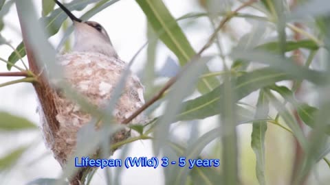 Hummingbirds || melodic videos || natural beauty videos || Incredible Hummingbirds