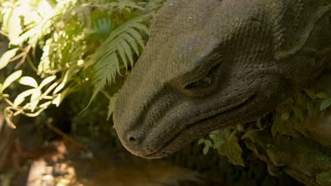 Axel Closeup of giant reptile head. Calm still monitor lizard looking down