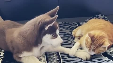 Kitty Playing With Husky Puppy Is The Cutest Thing You'll See Today