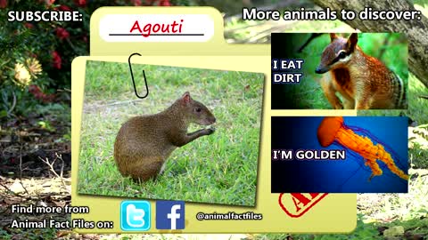 Agouti facts: tougher than nuts! | Animal Fact Files