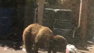 Just a day in the life of a bear