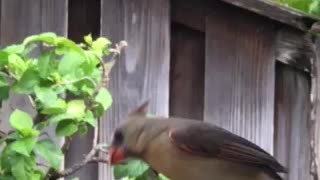 One of the Several Northern Cardinal Females