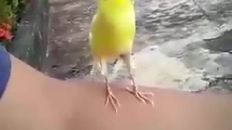 Bird sounds like video game noise