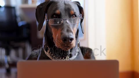 Funny Dobermann Working on His Laptop