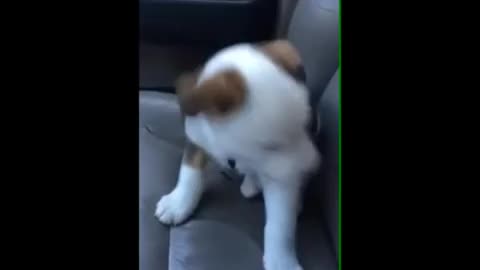 This cute little pup is angry at his own hiccups 😂😂