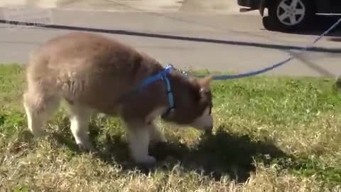 Potty Train Your Puppy