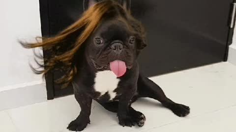 Dog Models Majestic Hair In Epic Slow Motion