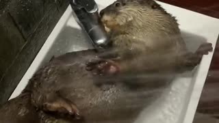 Energetic Otter Loves Shower Time