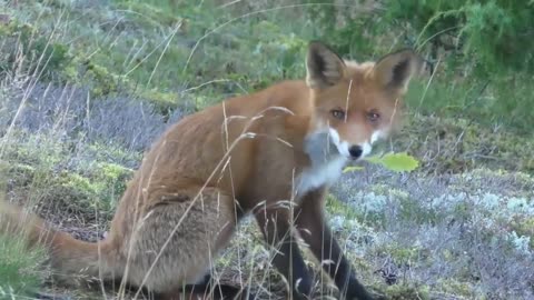 Think you need to know about Red FOXES