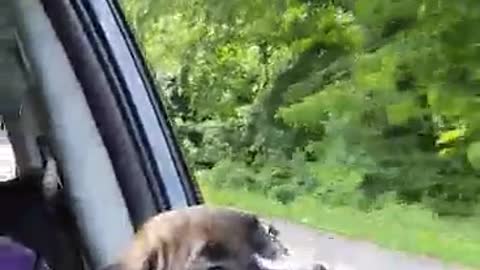 Kaya's First Time Sticking Her Head out of the Window