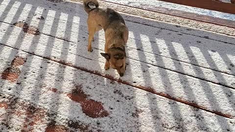 Crazy dog loves munching on snow