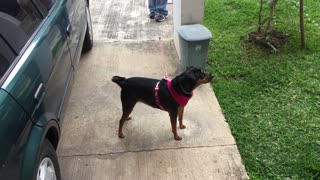 Adorable Puppy Guarding Mommie