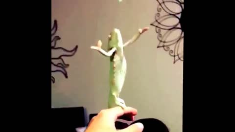 chameleon is hunting bubbles