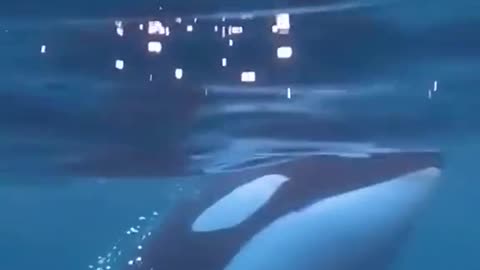 Watch killer whales (moka) swim. What a beautiful scene