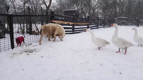 Goose's VS Alabai dog