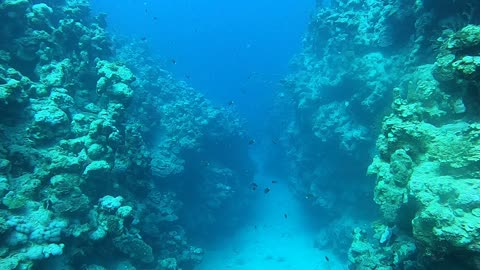 Coral reef and water plants in the Red Sea, Dahab, blue lagoon Sinai Egypt 11