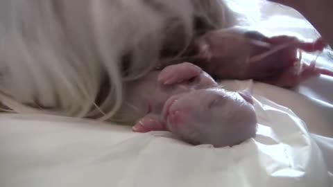 Puppy Breech Birth
