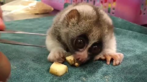 Baby slow loris (kukang)