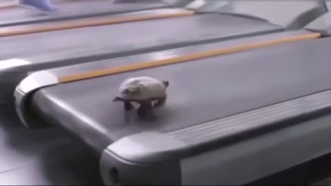 Funny turtle running pt1