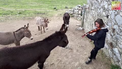 "O Sole Mio"-Harmony with donkeys-Amazing