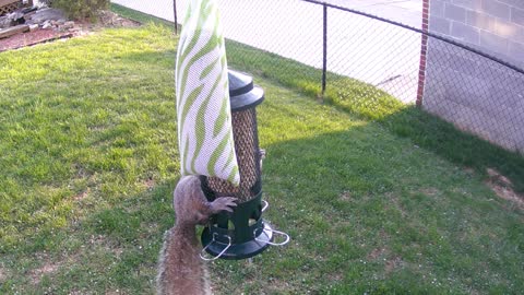 Squirrel Proof bird feeder that works