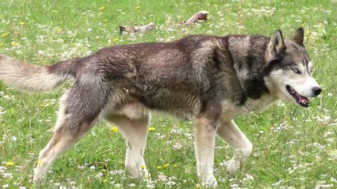 Husky Sled Dog Dog Eyes Fur Snow Dog Face Snout