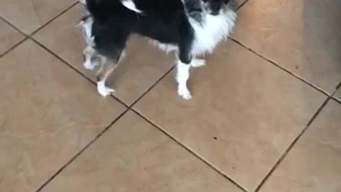 Dog jumps when it hears mcdonalds