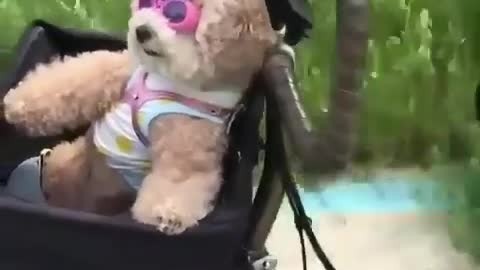 Puppy dog on a bike Adventure