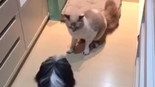 White dog barking at cat then gets scared by cat