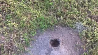 Ant Hill MacDill AFB