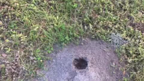 Ant Hill MacDill AFB