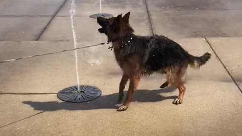 Dog Tries to Catch Water Fountain