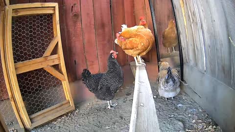 Chickens pick other chickens fluffy butts.