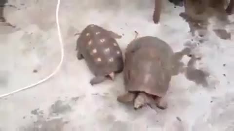 Turtles mating _ the most amazing animals mate