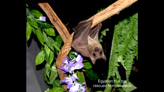 Bat World Sanctuary - then and now