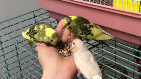 Budgies eating with zebra finch!!
