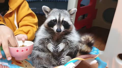 Pampered pet raccoon gets hand fed like