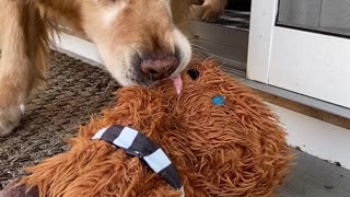 Dog Pulls Frozen Favorite Chewbacca Toy from Deck