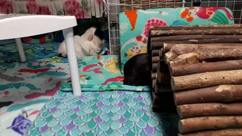 Guinea Pigs Doing Guinea Pig Things